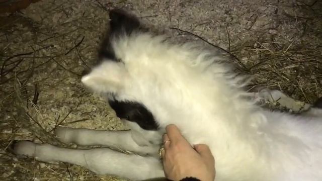 Звездочка кобылка 2017 - мини крошка минихорс - голубоглазая дочь Иники смотреть онлайн