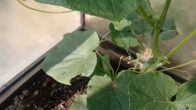 Тайские огурцы в дальневосточной теплице. Какие они? 1 июля 2020 г. смотреть онлайн