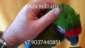 Солдатский ара (Ara militaris) ручные птенцы из питомника