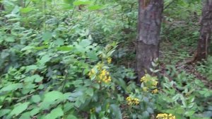 Магония падуболистная (Mahonia aquifolium)