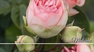 шикардосная ?? Вяхкхина ас хьо сайна..❤Хава Сатабаева (New 2017)