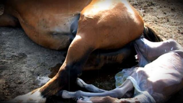 Почему после рождения маленький жеребенок не встает смотреть онлайн