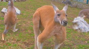 Crveni kengur - Red Kangaroo - Macropus rufus