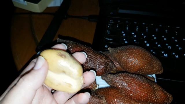 Салак - змеиный фрукт. смотреть онлайн