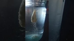 Каша на толстолобика, (в направлении Херабуно) состав сделал, остался тест.