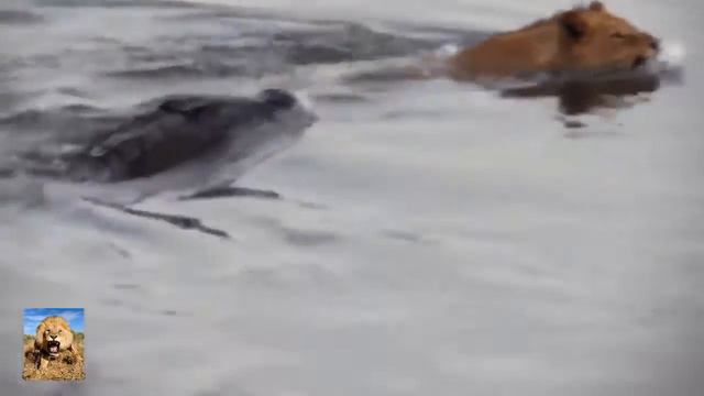 крокодил или львица смотреть онлайн