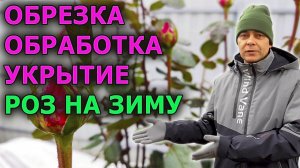 Осенняя обрезка, обработка от болезней и укрытие роз на зиму. Розы уход и выращивание осенью.