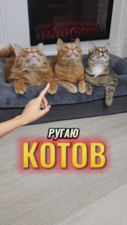 Жиза? #животные #котики #жиза