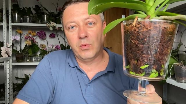 ОРХИДЕИ в СТЕКЛЕ чем МОЖНО кормить корни и ЦВЕТУЩИЕ орхидеи в закрытой системе смотреть онлайн
