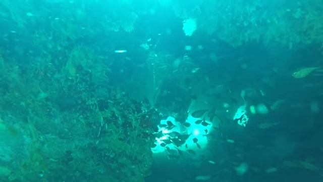 Yardie Divers Jamaica || Port Royal Dive Sites смотреть онлайн