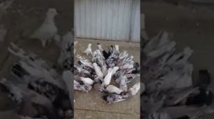 Бакинские голуби мраморные: Продажа Бакинских бойных голубей (+7-961-461-61-48 Whatsapp Павел)