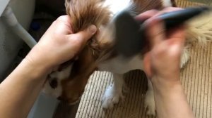 Повседневный груминг Кавалер Кинг Чарльз спаниеля