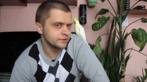 Попугаи Корелла Как отличить самца от самки и чем кормить СОВЕТЫ