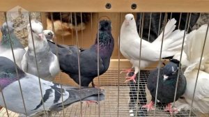 Птичий рынок г. Ташкент - ГОЛУБИ (14.11.2020)