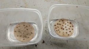 Лиственницы, новая попытка вырастить из семян. Этап 4.