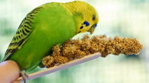 Всё о кормлении| ВОЛНИСТЫХ ПОПУГАЕВ|.??