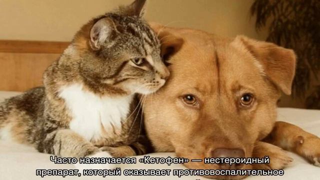 Энтерит у кошек-симптомы и лечение