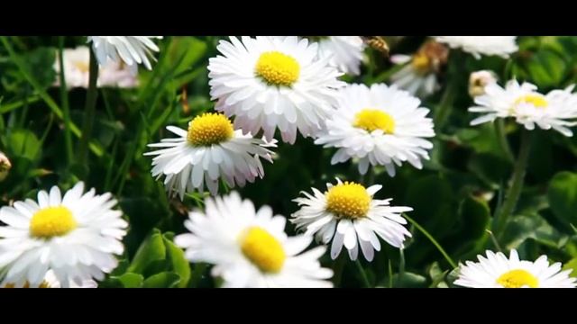 Canon Eos 600D (18-55mm) - video test смотреть онлайн