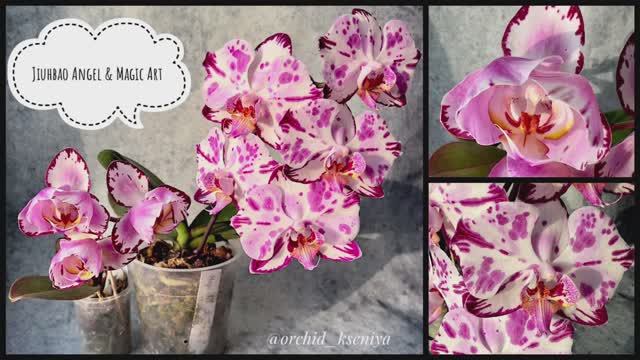 Phal. Jiuhbao Angel peloric - 3 lips & phal. Magic Art butterfly | Домашнее цветение орхидей | Обзор