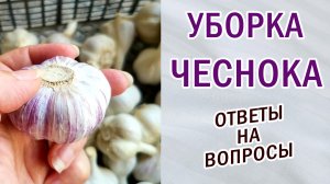 Чеснок.Выращивание из бульбочек,зубков.Гладкое донце.Сбор урожая.Ответы на вопросы. #garlic #урожай