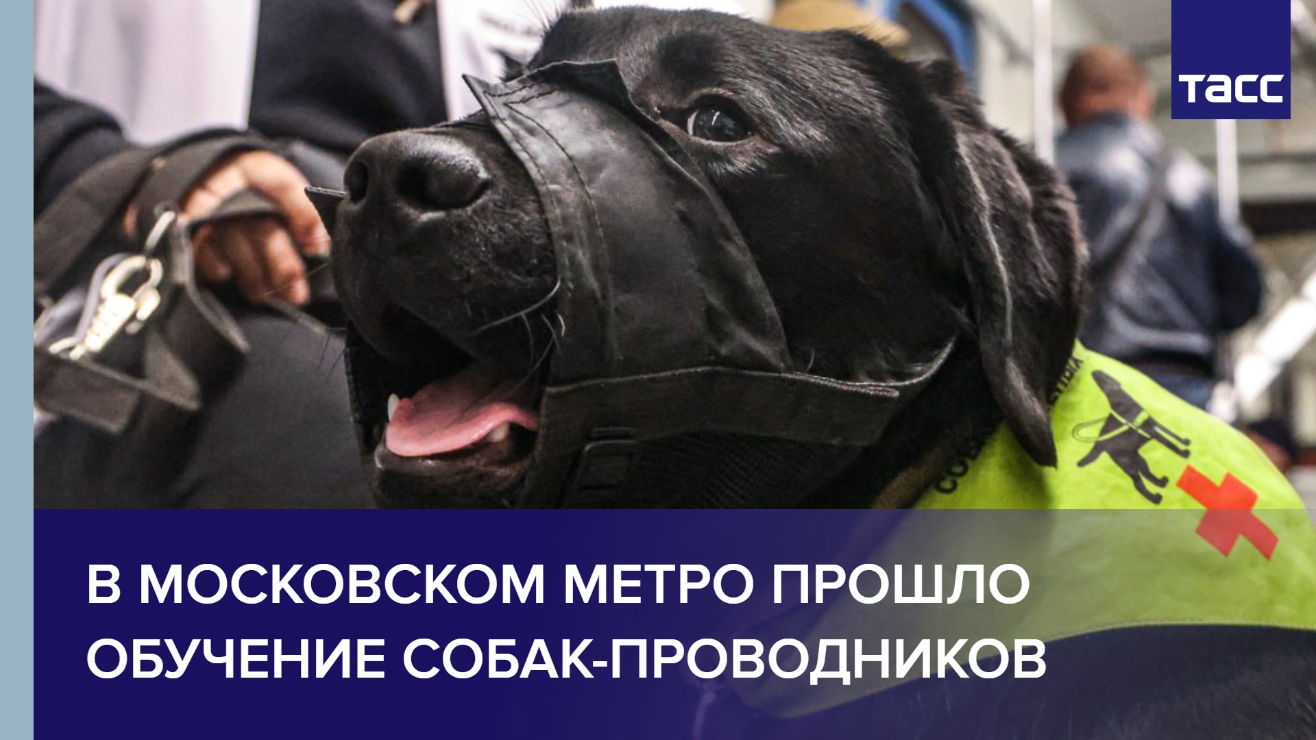 В московском метро прошло обучение собак-проводников