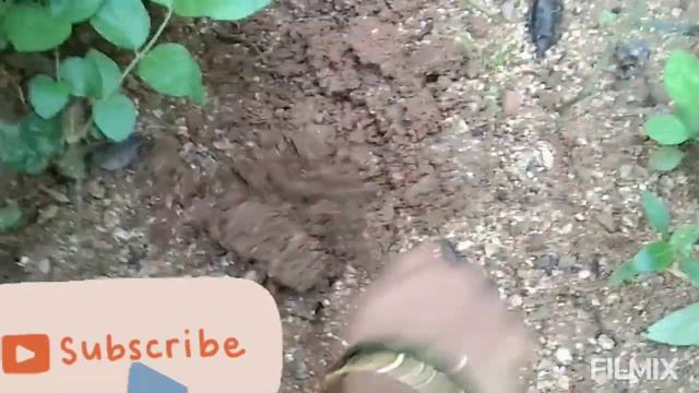 🌱Sri Satyam Vidyavan#🌹Ammu's Garden # Grow rose with small stem# చిన్న కొమ్మ ద్వారా గులాబీ🌹 смотреть онлайн