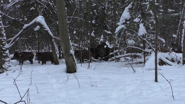 Нос к носу с секачом. Как спасаться??? смотреть онлайн
