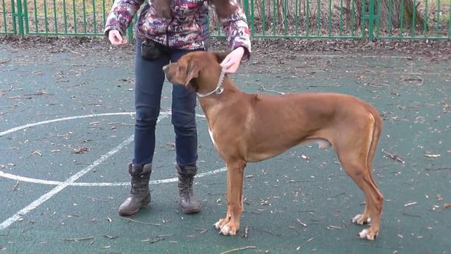 Tina Trading Samurai Nevskiy, 26.12.2015 смотреть онлайн