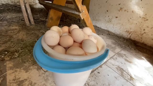 Чем кормлю кур чтобы яйца были полезные Яйца не помещаются в ведро