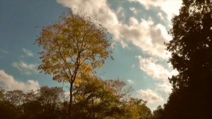 Осенняя песня ?? | Лето Подари | Виктория Ерёменко