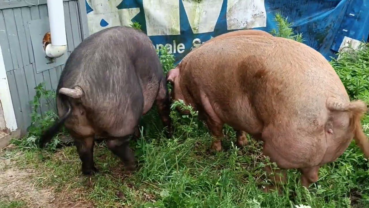 Свиньи устроили бардак. Утки сидят. Куры линяют. смотреть онлайн