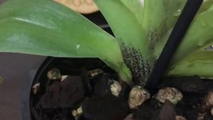 Орхидея Венерин Башмачок