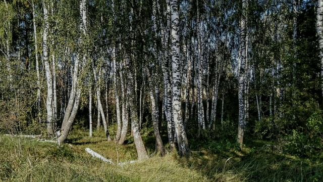 Титовка, урочище Граки (Брянская область, Брянский район, Глинищевский сельсовет): фотоподборка