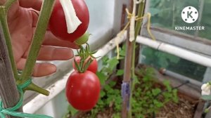 Сибирь. Обзор и дегустация томатов Колхозная королева и Сызранская пипочка.