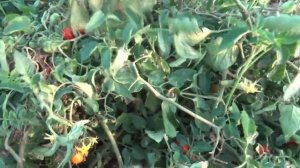 Томат черри Минимарцано F1