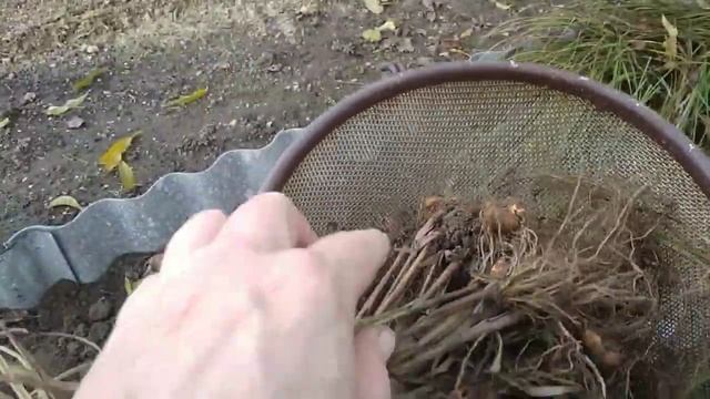 Земляной миндаль или чуфа. Сбор урожая
