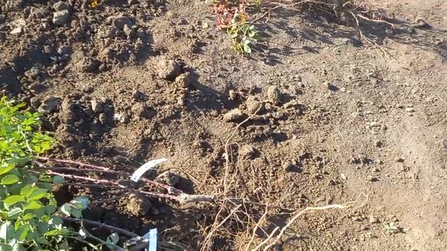 Питомник роз "Успех" выкопка оставшихся саженцев для прикопа. На осень 2023 г каталог выложу позже!