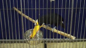 Тукан с таким длинным носом, что кажется птица вот-вот упадет