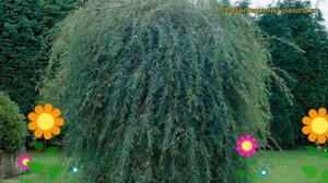 Ива пурпурная Пендула. Краткий обзор, описание характеристик salix purpurea Pendula
