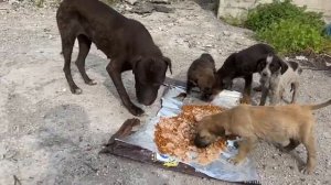 Yavru Köpekler Sürüye Katıldı