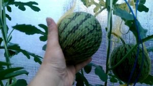 Оставила 2 арбуза на одной плети...  Результат!