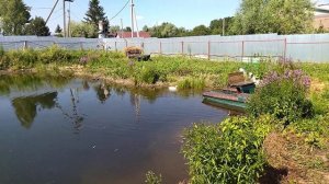 Как в озере бороться с водяными клопами гладышами, плывунцами и другими вредными для рыбы насекомым