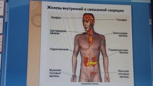 Железы внутренней секреции