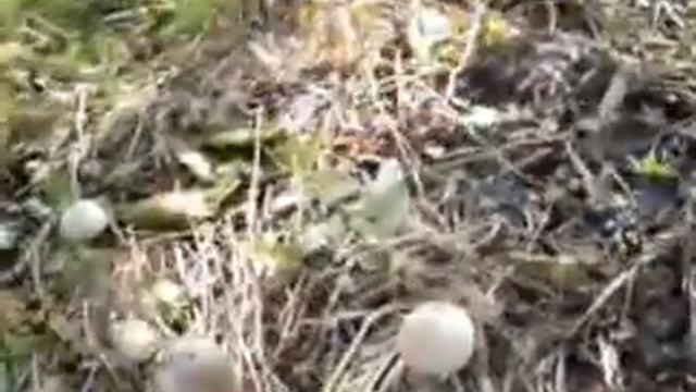 Шампиньоны