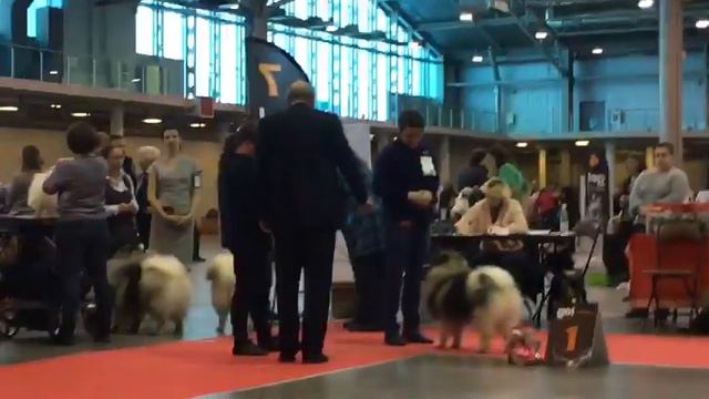 02/02/2019 моно НЕМЕЦКИЙ ШПИЦ (ПК) клуб "Петербург" смотреть онлайн