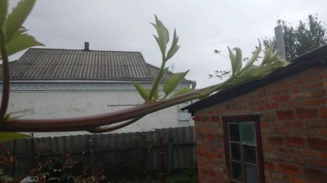 Блек Джем, Фридом и Черная Магия - сравнение сортов ремонтантной ежевики смотреть онлайн