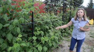Малина: какие сорта стоит сажать