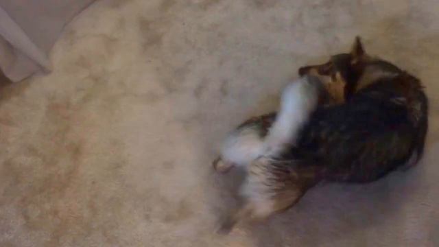 Swedish Vallhund puppy dog dries off after bath смотреть онлайн