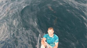 Тусим с дельфинами