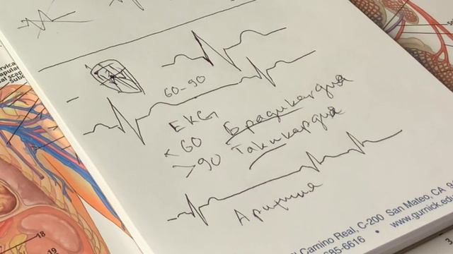 Что это за зигзаги на ЭКГ или электрокардиограмма на понятном